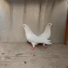 حمام باكستاني وحشي
