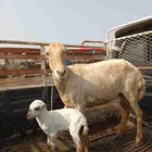 نعجه اول لفافوتحتها رخل للبيع لأ يسوم إلا صامل والبيع قريب