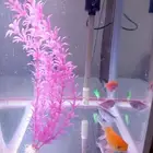 حوض اسماك للبيع مع السمك