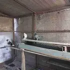 حمام للبيع رقم الجوال