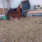 للبيع دجاج مشكل