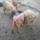 بيع جفره آخر 6 حبه ثلاث جفره حامل بيع 6 حبه كامل