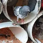 اذكرو الله جوز باكستاني للبيع على السوم شرط الإنتاج واصحه