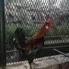 للبيع ديك احمر