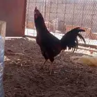 دجاج باكستاني