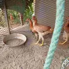 البيع دجاج