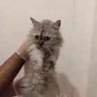 قطه انثى تم تأهيلها للتبني