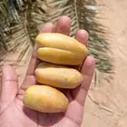 نخيل