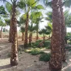 يوجد لدي نخل العربي وشتطني