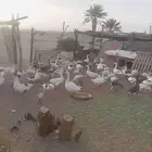 وز بلدي