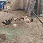 دجاج بلدي تحتها 7