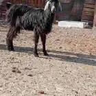 عنز سديس مقنوي حقت تربيه مقروعه حد600