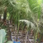 بيع شجرة نخل ملوكي جمله 50   فقط حبه 70