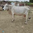 الشقيري الشقيري