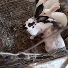 مطلوب ارانب ايطاليه