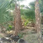 يوجد لدينا جميع انواع النخيل العربي