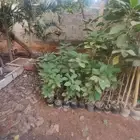 بيع شجرة كورديا جمله 15   فقط حبه 20