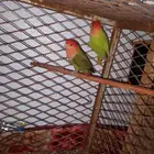 للبيع جوز روز للبيع مستعجل