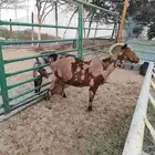 عنز مشروكه حليب