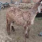 خروفين سواكني وحري جذعان