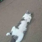 قطط سكوتش للبيع