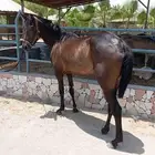 فرس مهرا للبيع
