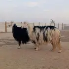 غنم نجد فواخر جروم كفو