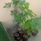 شتلات تين جاسم