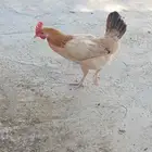 عرض دجاج بياض للبيع