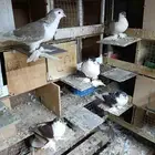 حمام شيرازي للبيع