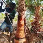 نخل واشنطني امريكي زينه للبيع