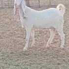 معزا مشاريك طيب