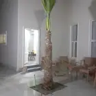 نخل وشنطونيا لزينت القصور والفلل والاستراحات والبيوت