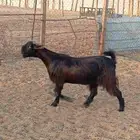 جفره شاميه كفو