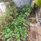بيع ياسمين هندي جمله 10   فقط