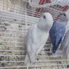 فروخ روز كروان