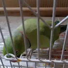 ذكر دره هندي