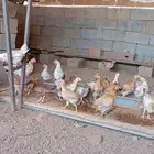 صوص دجاج بلدي للبيع