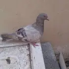 ذكر سلفر للبيع