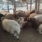 ذبائح ابوخالدالشاوي