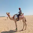 ركبي طوع شرط يصلح قليصه والان سارحين عليه في الابل السن جذ