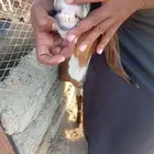 عنز للبيع العاجل لأ يسوم الاصامل والبيع قريب بسم الله الرحمن