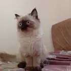 قطة هيمالايا عمرها 4 أشهر للبيع بسعر 100 ريال