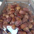 جلكسي مفتل القصيم جديد