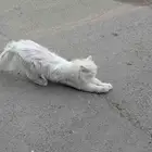 قطة ضائعة
