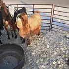 عنز للبيع بالقريات