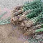 موجود اصايل مقلوع جاهز 75