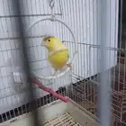 ذكر كناري