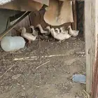 بط بكيني العدد تقريبا 11