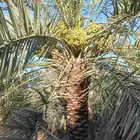لدينا مزرعه للبيع التمر 4000 نخله خلاص السكري